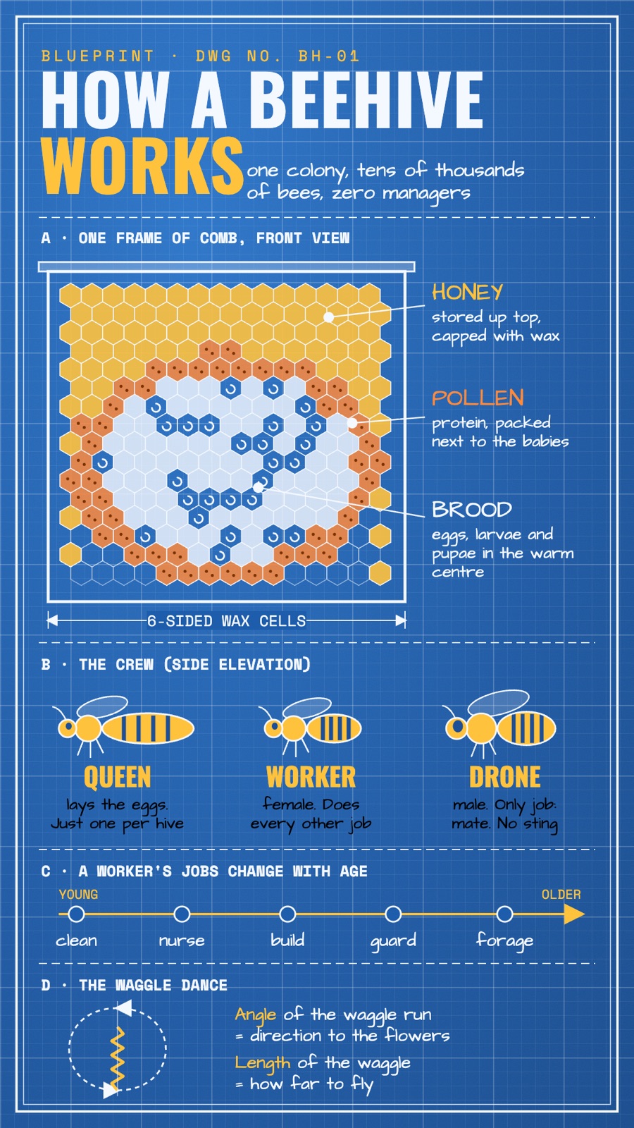 What /blueprint made: how a beehive works